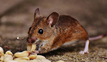 24 Hour & Emergency Exterminators in Glenn Springs, SC